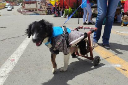 Adopción de mascotas en la feria Fexpo Mype