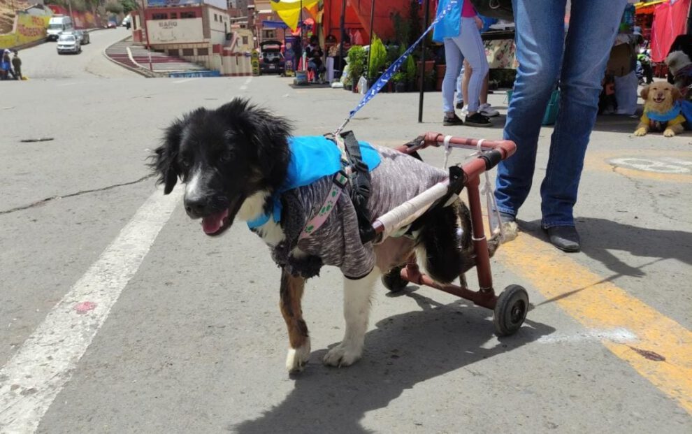 Adopción de mascotas en la feria Fexpo Mype