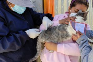 Vacunas contra la rabia aplicadas a mascotas en Oruro