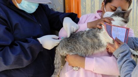 Vacunas contra la rabia aplicadas a mascotas en Oruro