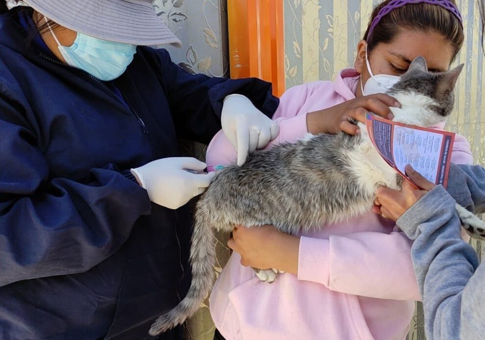 Vacunas contra la rabia aplicadas a mascotas en Oruro