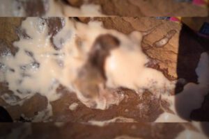 Ratón encontrado en yogurt escolar en Cochabamba