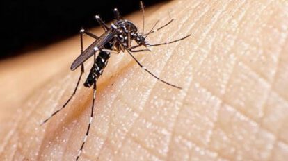 Brote de fiebre amarilla en Venezuela recomendado por la OMS