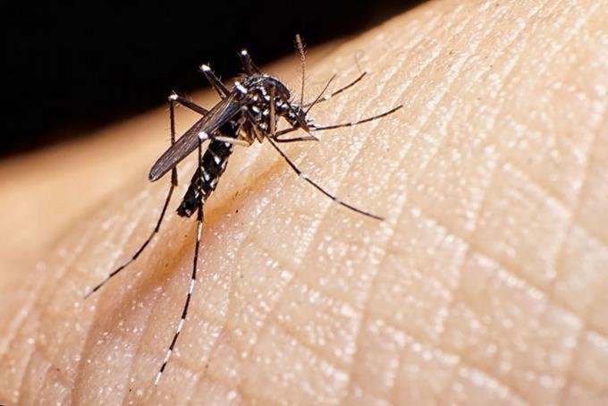 Brote de fiebre amarilla en Venezuela recomendado por la OMS