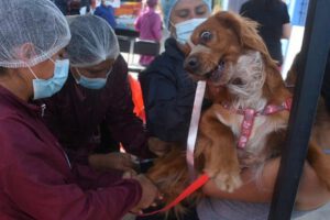 Campaña de vacunación contra la rabia canina en Cochabamba