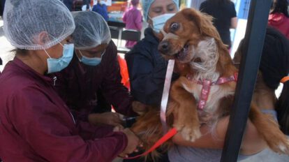 Campaña de vacunación contra la rabia canina en Cochabamba