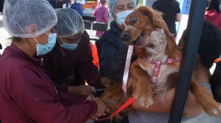 Campaña de vacunación contra la rabia canina en Cochabamba