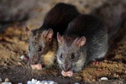 brote de leptospirosis en Nueva York