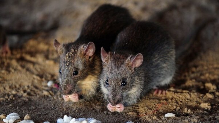 brote de leptospirosis en Nueva York