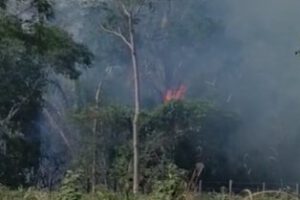 Incendio en Santa Cruz amenaza cultivos de piña