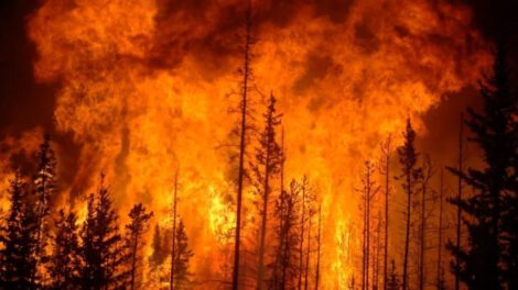 Ejecuciones en Siria por incendios forestales
