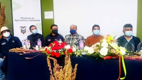 Producción de quinua orgánica entre Bolivia y Ecuador