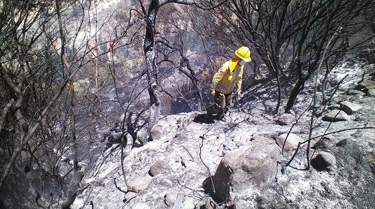 Incendios en el Tunari afectan a aves silvestres