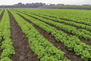 Rescatan a bolivianos explotados en condiciones de esclavitud