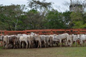 Acuerdo Gobierno Carniceros sobre la producción de carne