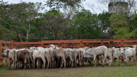 Acuerdo Gobierno Carniceros sobre la producción de carne