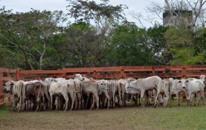 Acuerdo Gobierno Carniceros sobre la producción de carne
