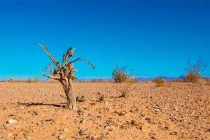 Adaptación al cambio climático costará medio billón de dólares