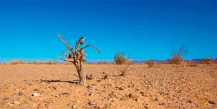 Adaptación al cambio climático costará medio billón de dólares