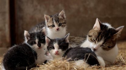 Día Internacional del Gato: El felino más querido de las personas se celebra tres veces al año