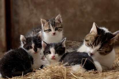 Día Internacional del Gato: El felino más querido de las personas se celebra tres veces al año