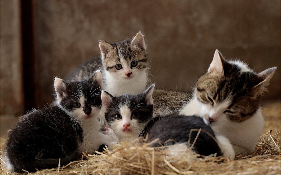 Día Internacional del Gato: El felino más querido de las personas se celebra tres veces al año