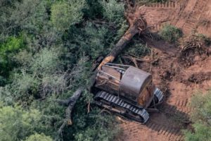 Compromiso de frenar la deforestación en la COP26