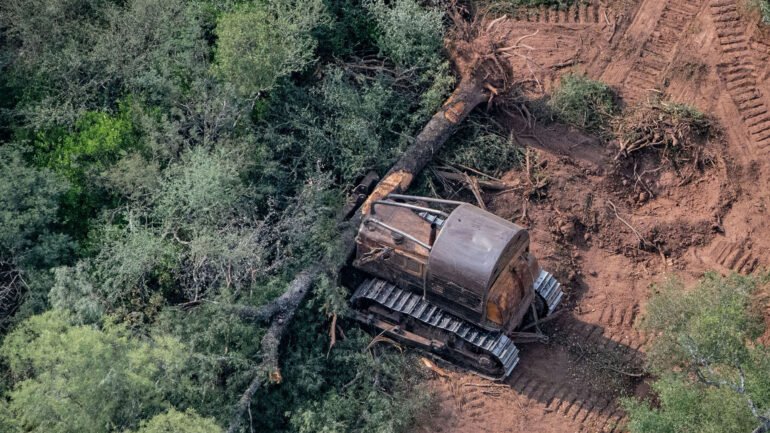 Compromiso de frenar la deforestación en la COP26