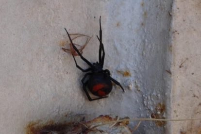 Nido de viudas negras encontrado en el campus universitario de la UTO