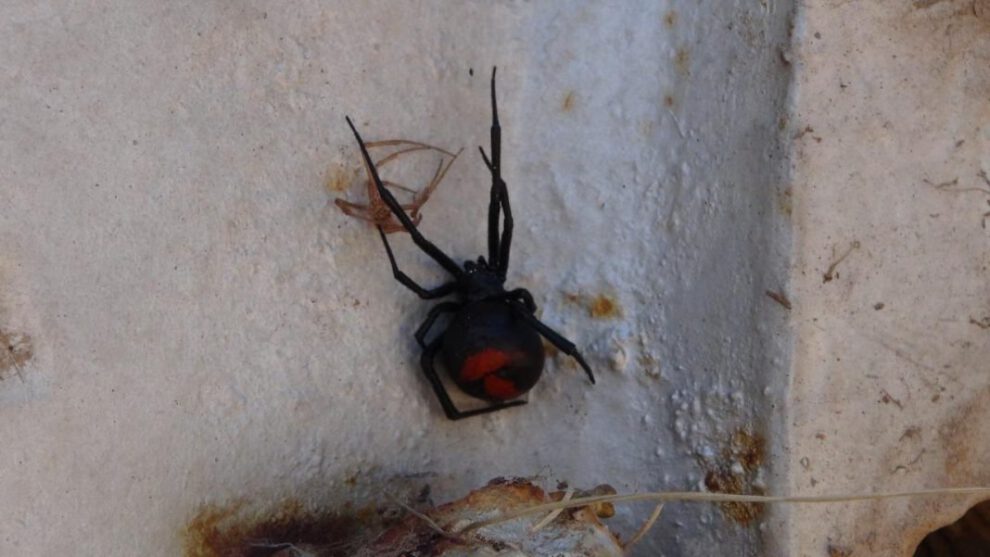 Nido de viudas negras encontrado en el campus universitario de la UTO