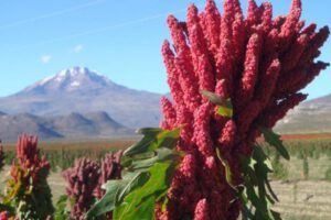 Denominación de origen quinua para posicionar el grano boliviano