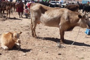 Ayuda humanitaria sequía Oruro