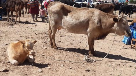 Ayuda humanitaria sequía Oruro