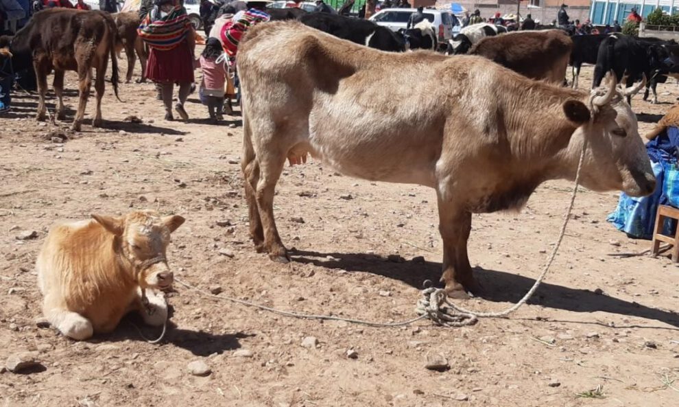 Ayuda humanitaria sequía Oruro
