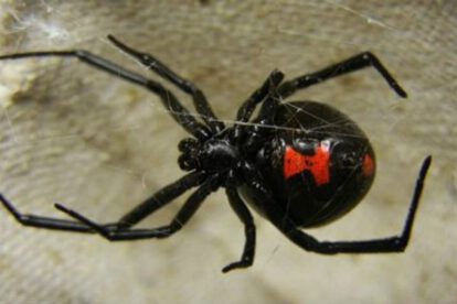 La viuda negra en Oruro y su función biológica