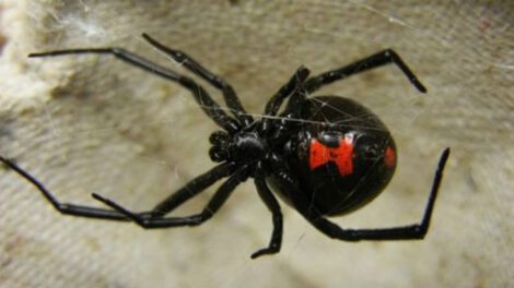 La viuda negra en Oruro y su función biológica