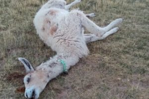 Jauría de perros ataca camélidos en Santiago de Andamarca