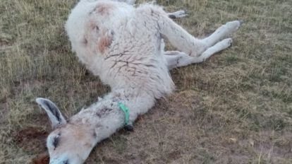 Jauría de perros ataca camélidos en Santiago de Andamarca