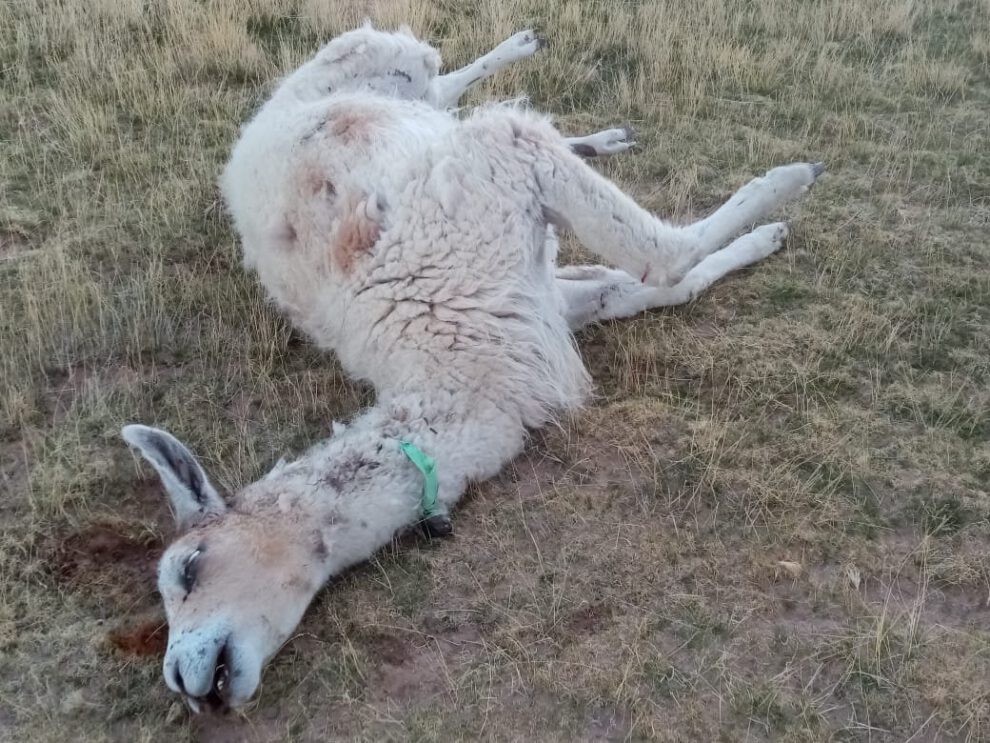 Jauría de perros ataca camélidos en Santiago de Andamarca