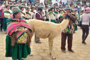 Festival Nacional de la Tarqueada en Totora