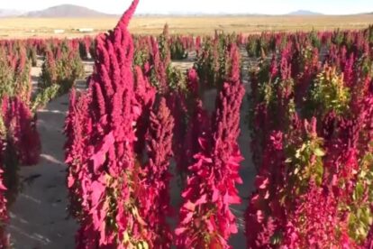 Quinua procesada en Oruro será exportada a países asiáticos