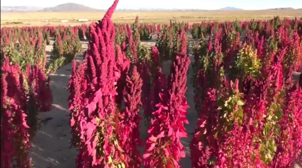 Quinua procesada en Oruro será exportada a países asiáticos