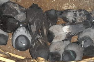 Palomas enfermas en la Plaza 10 de Febrero