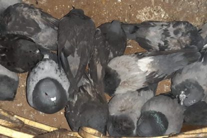 Palomas enfermas en la Plaza 10 de Febrero