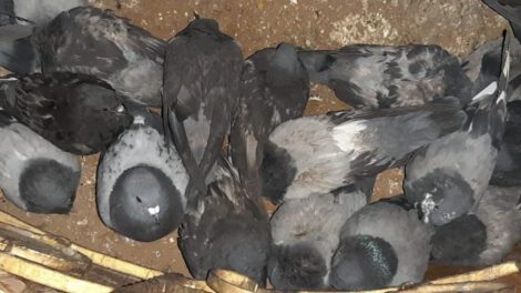 Palomas enfermas en la Plaza 10 de Febrero