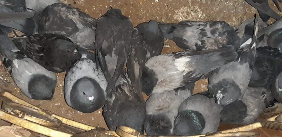Palomas enfermas en la Plaza 10 de Febrero