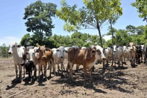 Aumento del precio de la carne en Bolivia