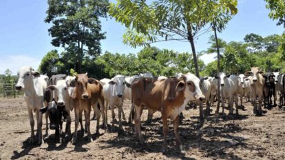 Aumento del precio de la carne en Bolivia