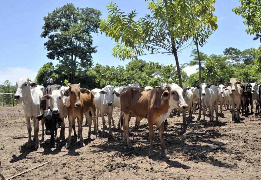 Aumento del precio de la carne en Bolivia