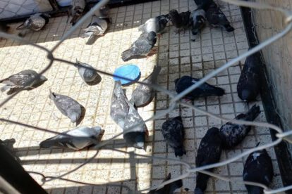 Enfermedad de Newcastle afecta a palomas en Oruro
